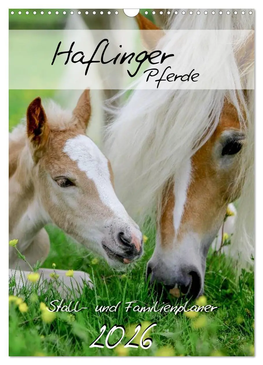 Cover: 9783516429954 | Haflinger Pferde - Stall- und Familienplaner 2026 (Wandkalender...