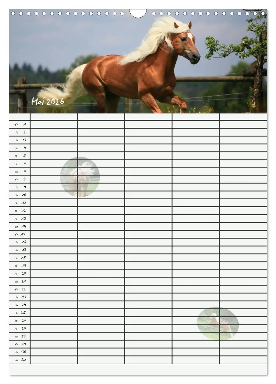 Bild: 9783516429954 | Haflinger Pferde - Stall- und Familienplaner 2026 (Wandkalender...