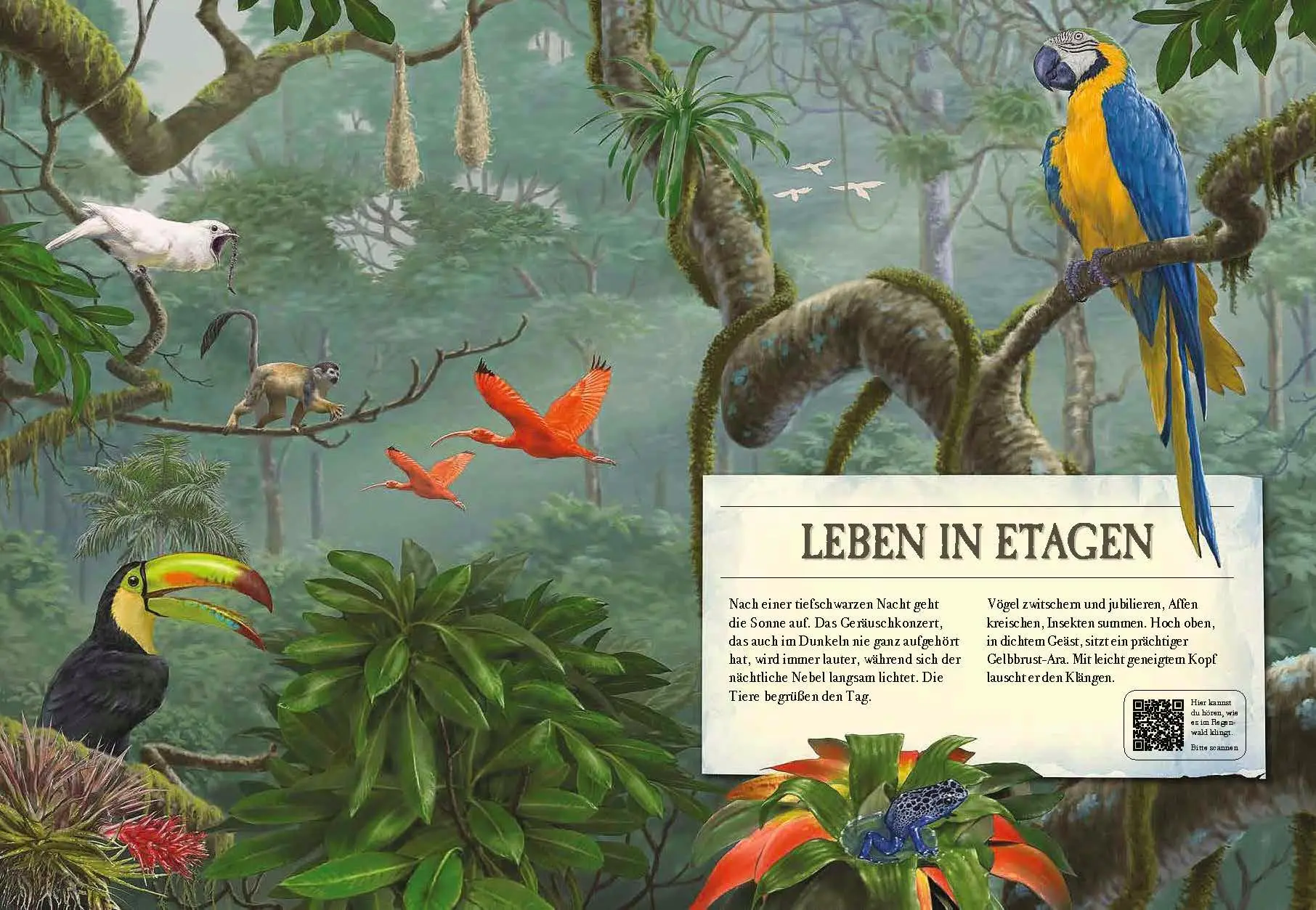 Bild: 9783968080055 | Verborgene Welt des Regenwaldes | Kristina Scharmacher-Schreiber
