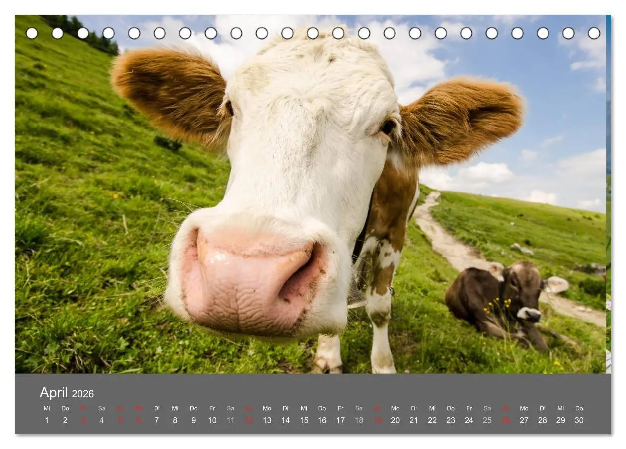 Bild: 9783516220155 | Tannheimer Tal (Tischkalender 2026 DIN A5 quer), CALVENDO...