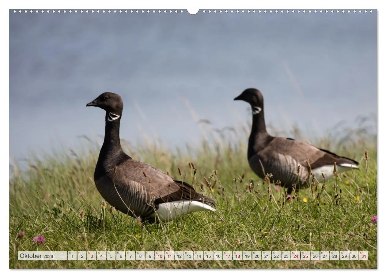 Bild: 9783457430255 | Wunderschöne Hallig Hooge (hochwertiger Premium Wandkalender 2026...