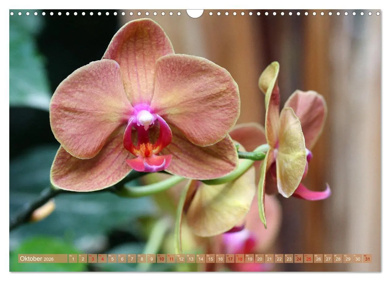 Bild: 9783457590355 | Mein Orchideentraum (Wandkalender 2026 DIN A3 quer), CALVENDO...