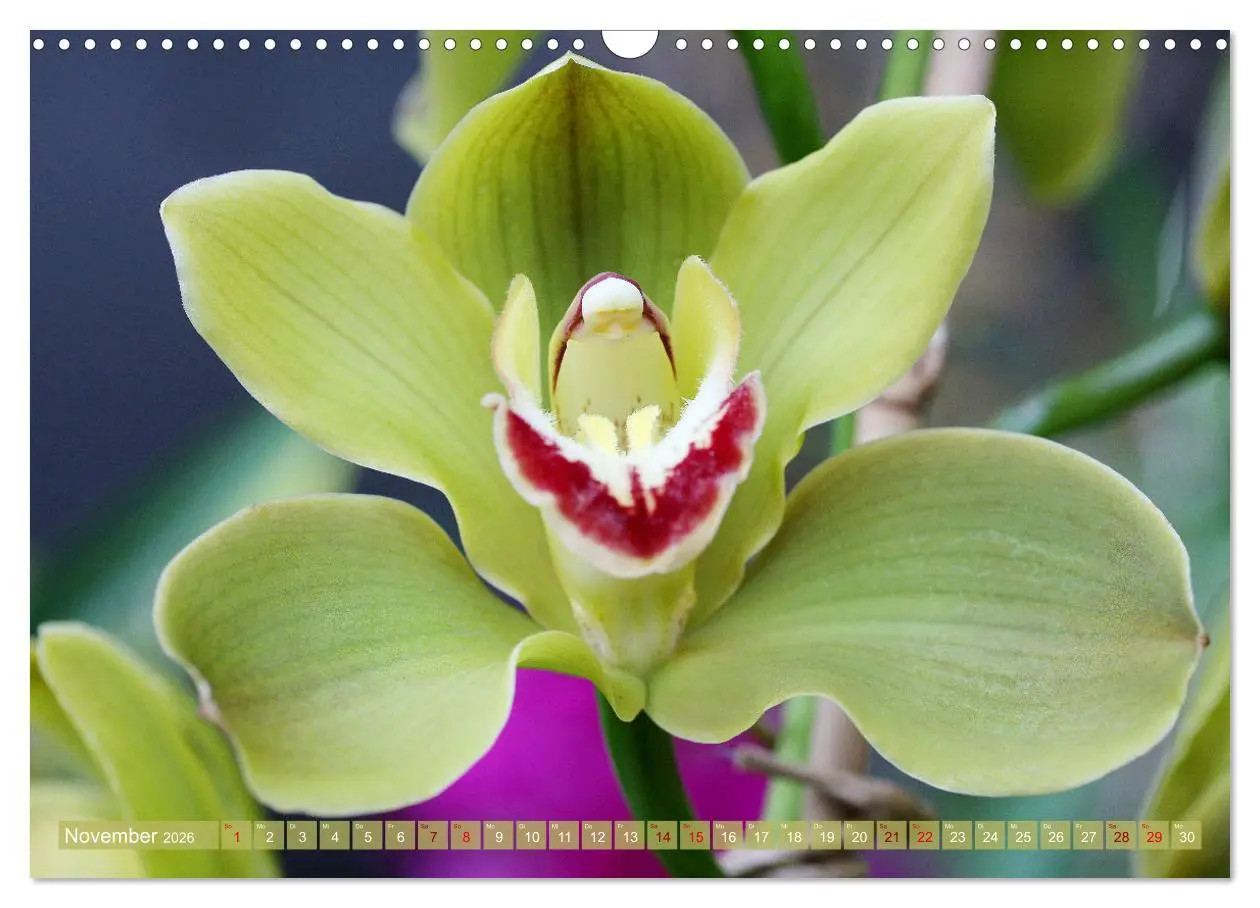 Bild: 9783457590355 | Mein Orchideentraum (Wandkalender 2026 DIN A3 quer), CALVENDO...