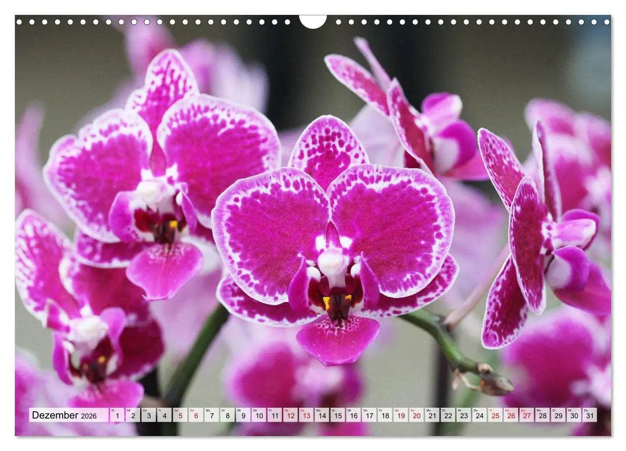 Bild: 9783457590355 | Mein Orchideentraum (Wandkalender 2026 DIN A3 quer), CALVENDO...