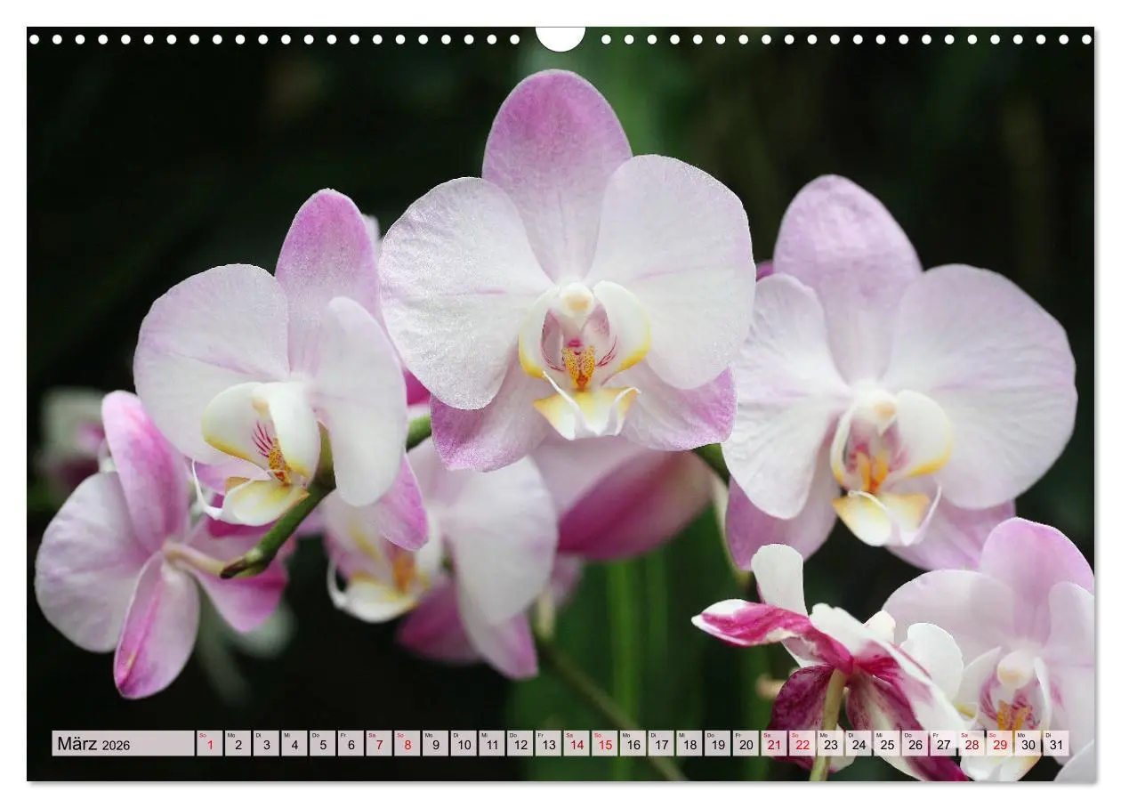 Bild: 9783457590355 | Mein Orchideentraum (Wandkalender 2026 DIN A3 quer), CALVENDO...