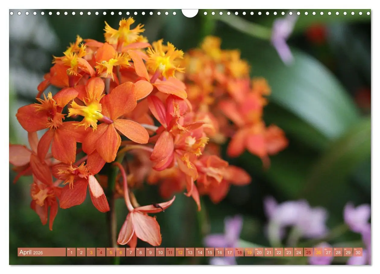 Bild: 9783457590355 | Mein Orchideentraum (Wandkalender 2026 DIN A3 quer), CALVENDO...