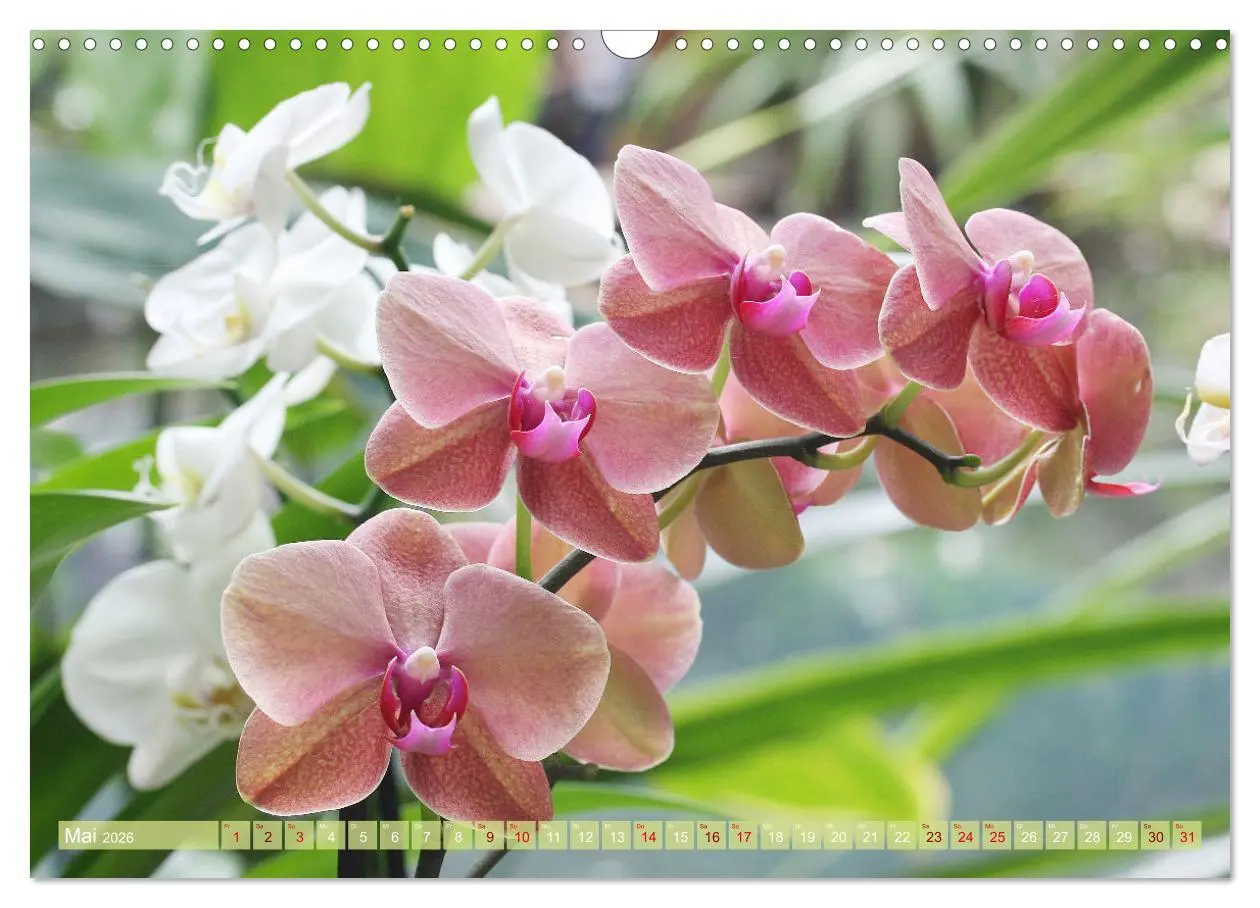 Bild: 9783457590355 | Mein Orchideentraum (Wandkalender 2026 DIN A3 quer), CALVENDO...