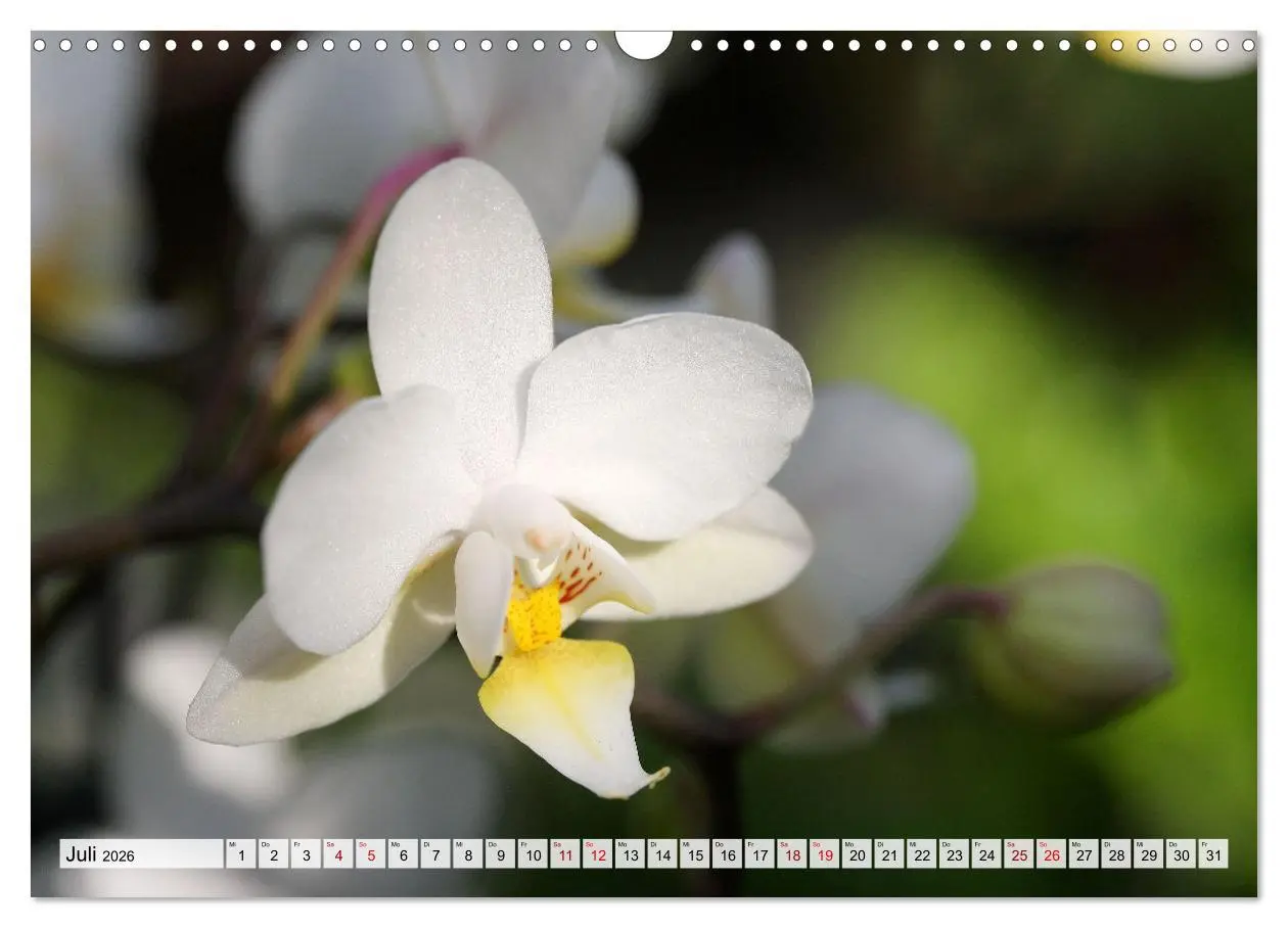 Bild: 9783457590355 | Mein Orchideentraum (Wandkalender 2026 DIN A3 quer), CALVENDO...