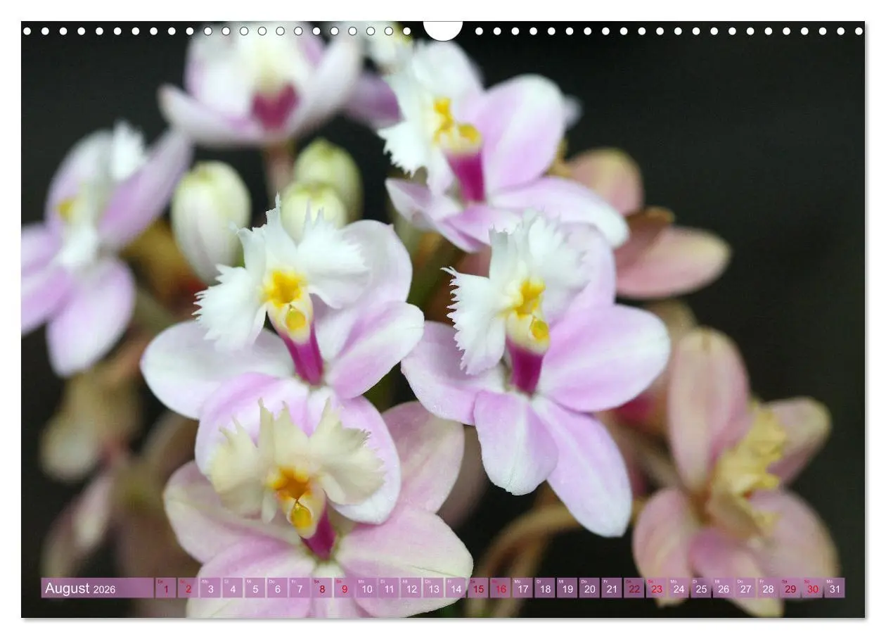 Bild: 9783457590355 | Mein Orchideentraum (Wandkalender 2026 DIN A3 quer), CALVENDO...