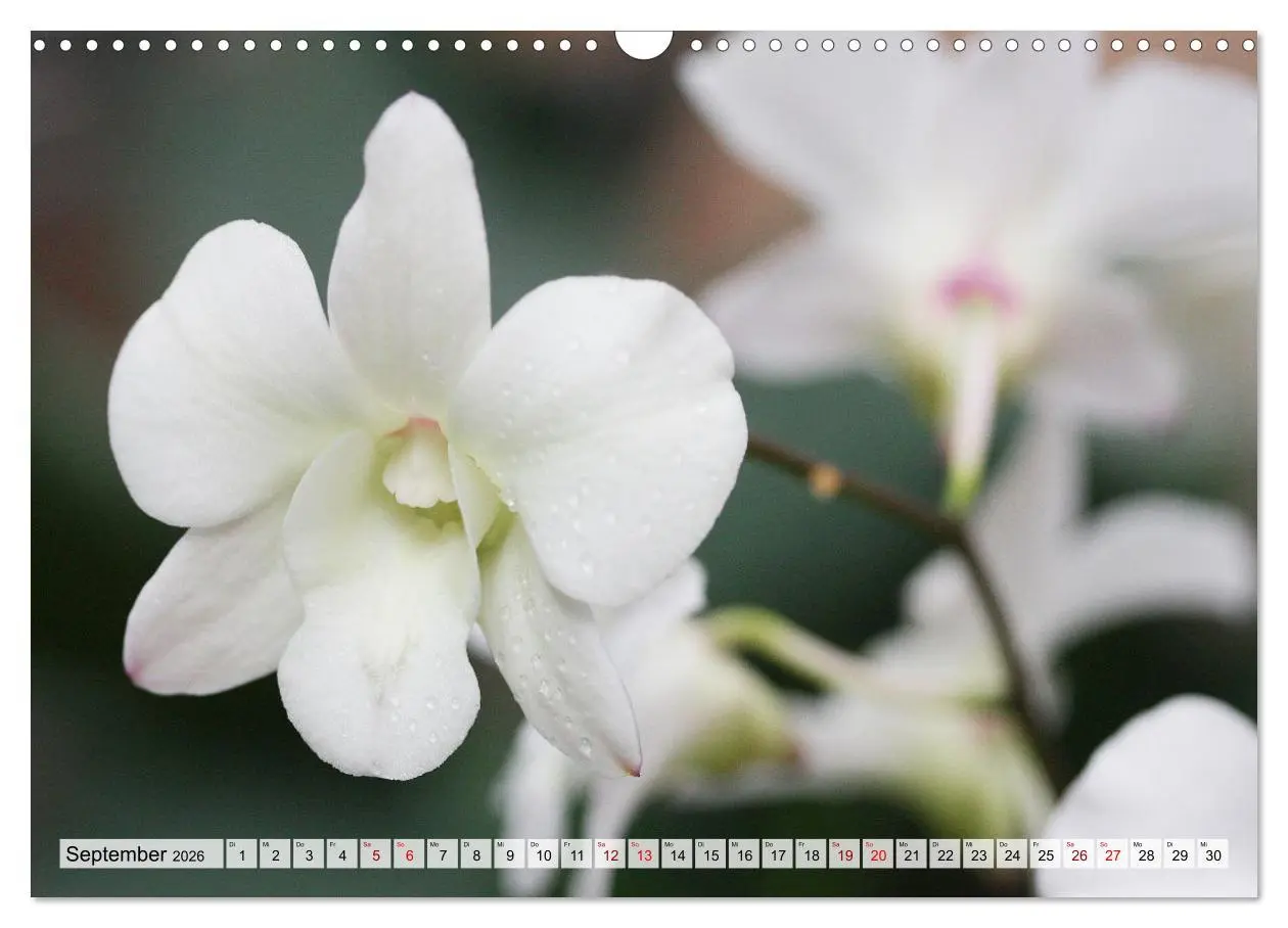 Bild: 9783457590355 | Mein Orchideentraum (Wandkalender 2026 DIN A3 quer), CALVENDO...