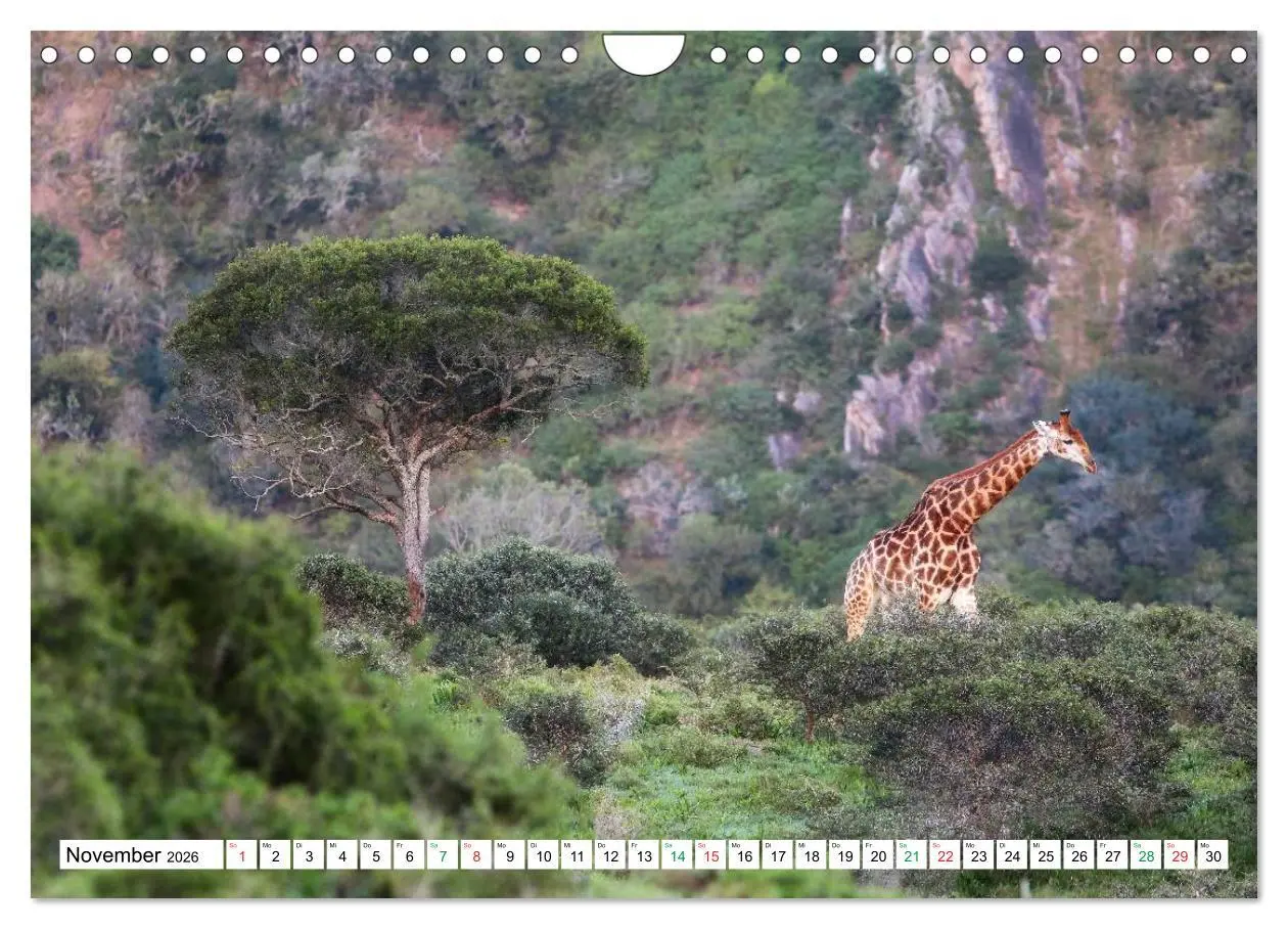 Bild: 9783516060355 | SÜDAFRIKA - Impressionen von der Garden Route (Wandkalender 2026...
