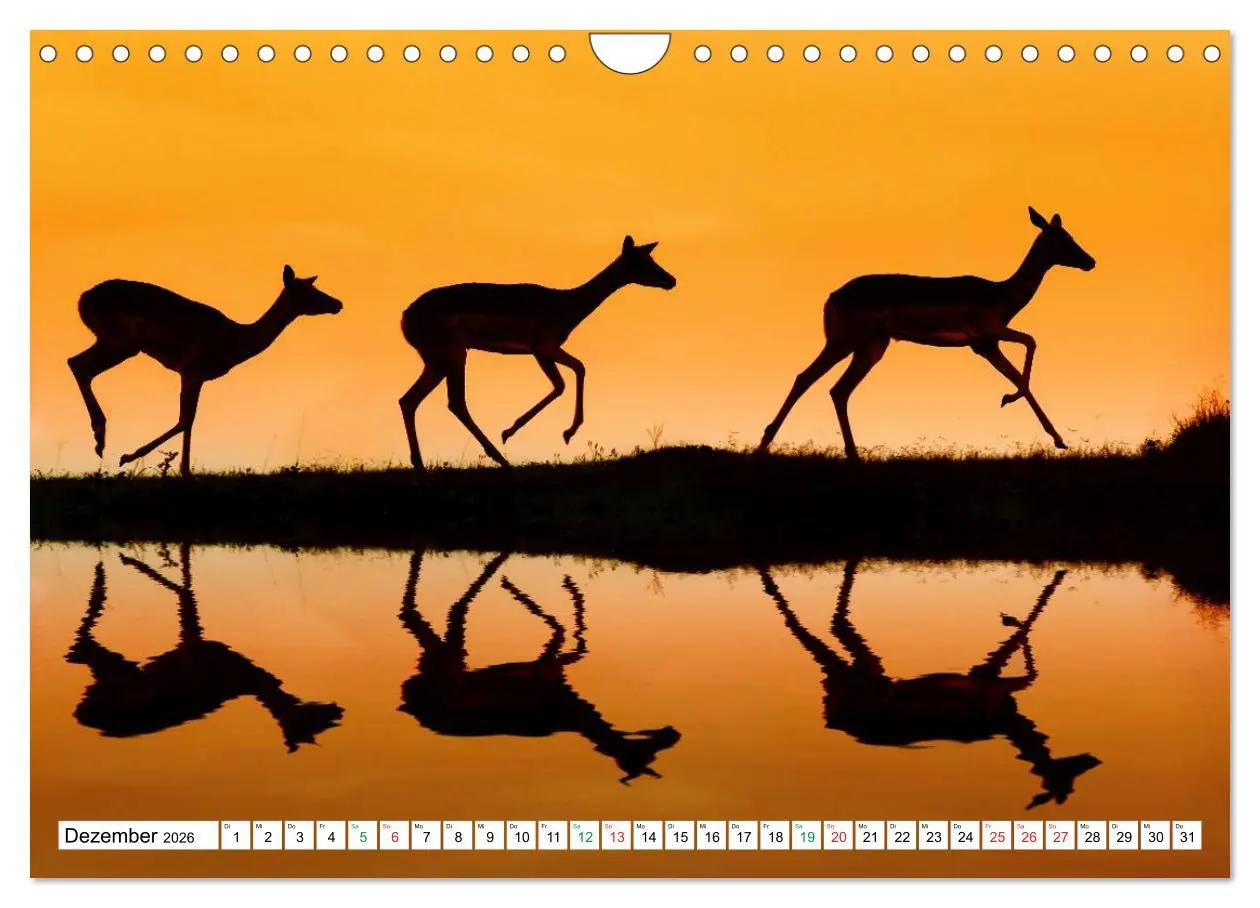 Bild: 9783516060355 | SÜDAFRIKA - Impressionen von der Garden Route (Wandkalender 2026...