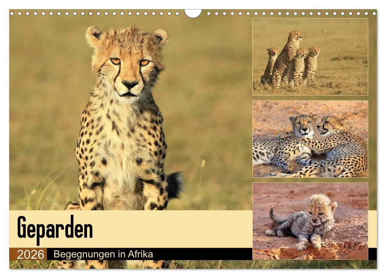 Cover: 9783516050455 | Geparden - Begegnungen in Afrika (Wandkalender 2026 DIN A3 quer),...
