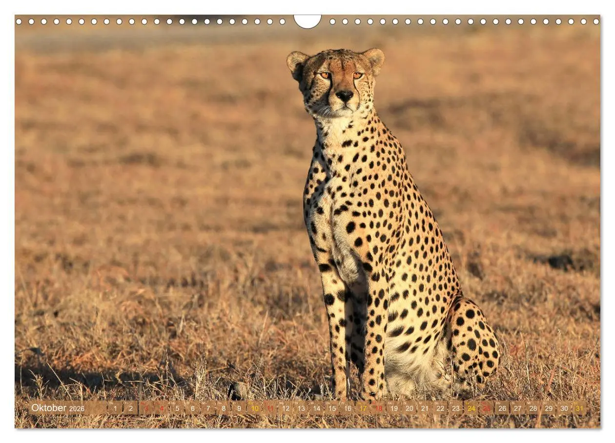 Bild: 9783516050455 | Geparden - Begegnungen in Afrika (Wandkalender 2026 DIN A3 quer),...