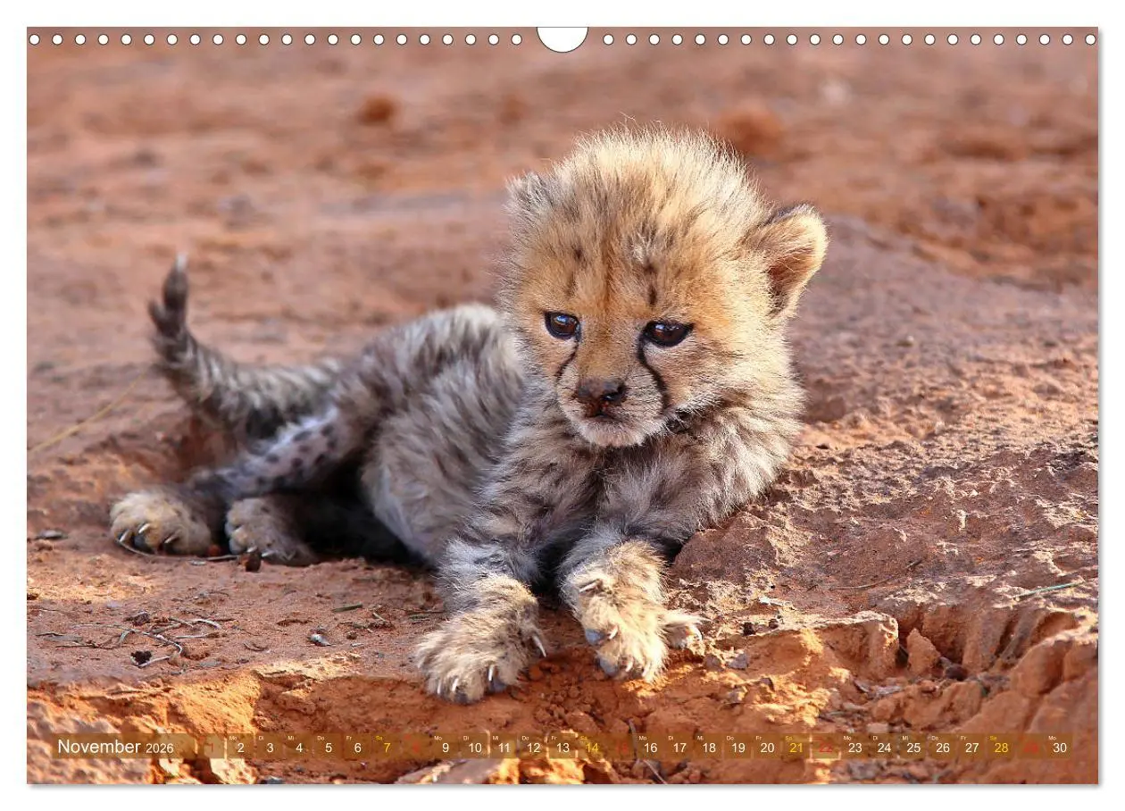 Bild: 9783516050455 | Geparden - Begegnungen in Afrika (Wandkalender 2026 DIN A3 quer),...