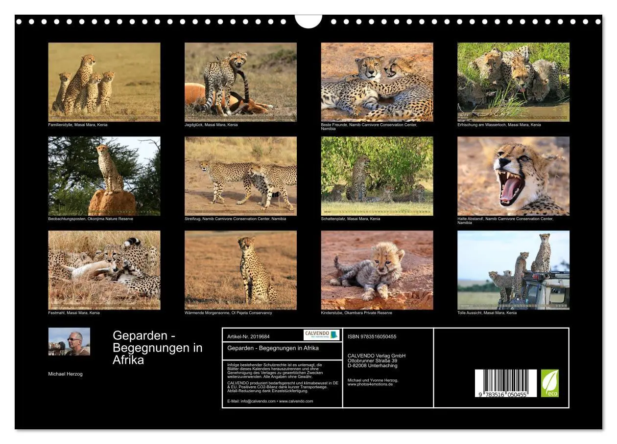 Bild: 9783516050455 | Geparden - Begegnungen in Afrika (Wandkalender 2026 DIN A3 quer),...