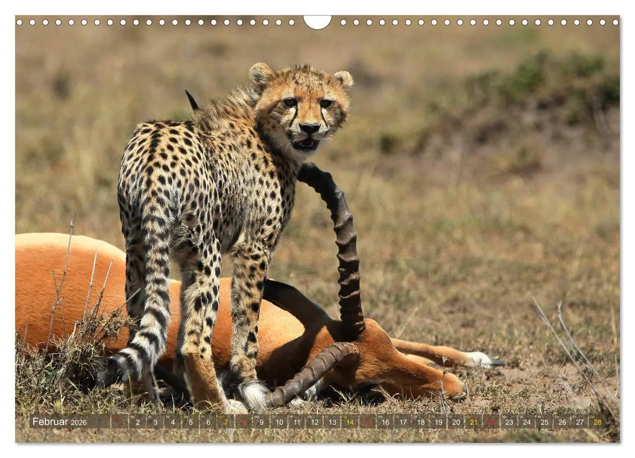 Bild: 9783516050455 | Geparden - Begegnungen in Afrika (Wandkalender 2026 DIN A3 quer),...