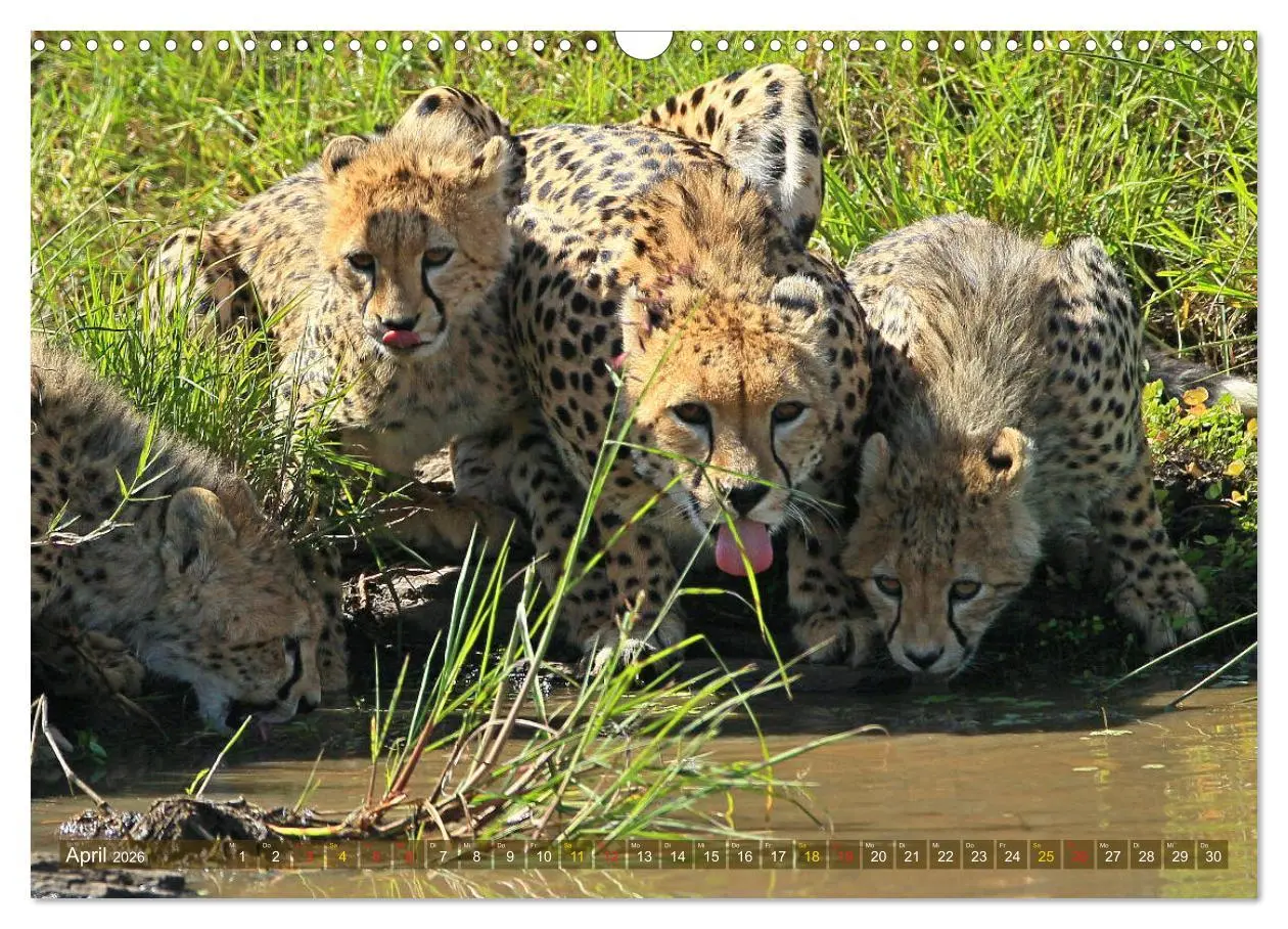 Bild: 9783516050455 | Geparden - Begegnungen in Afrika (Wandkalender 2026 DIN A3 quer),...