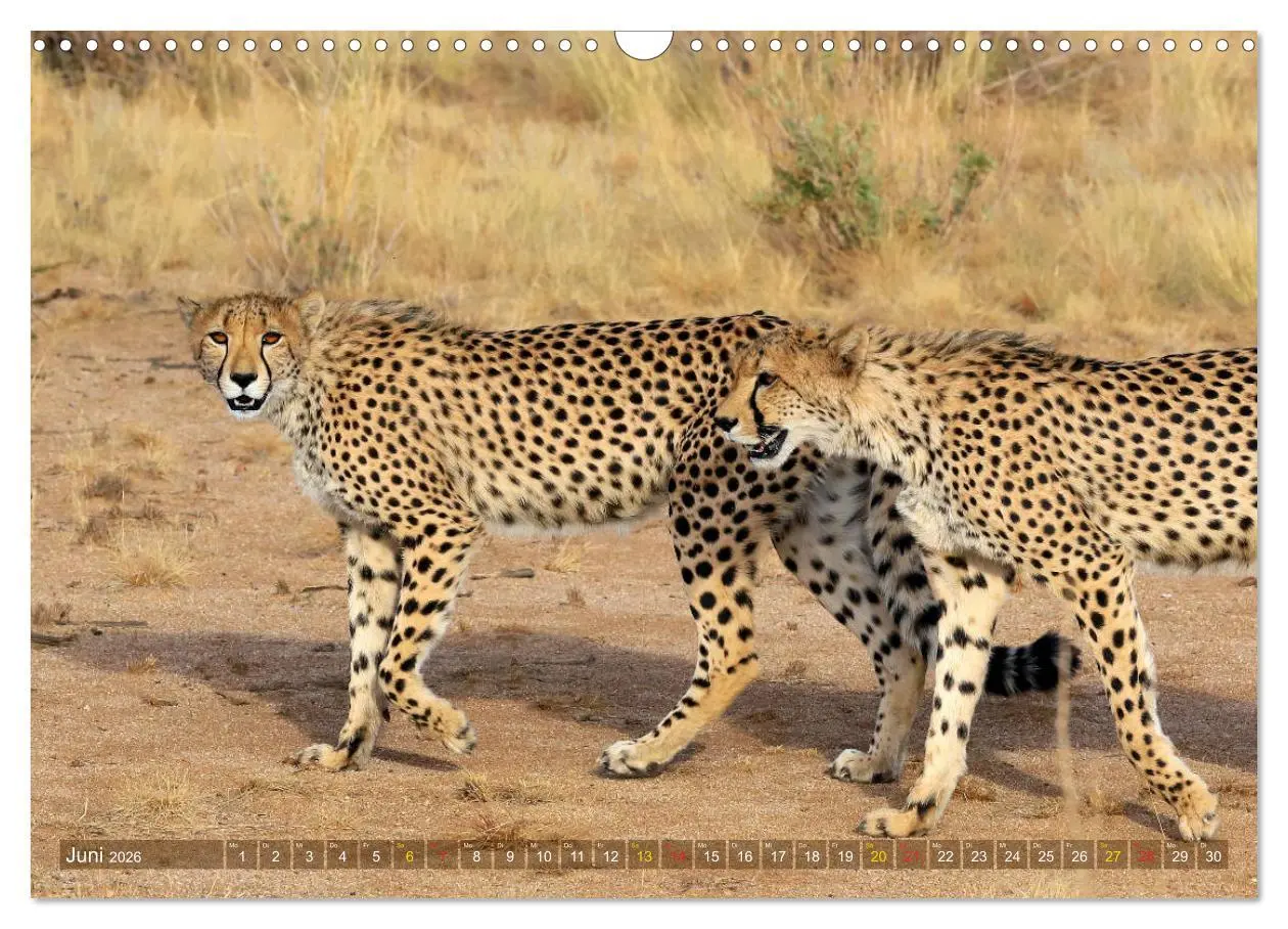 Bild: 9783516050455 | Geparden - Begegnungen in Afrika (Wandkalender 2026 DIN A3 quer),...