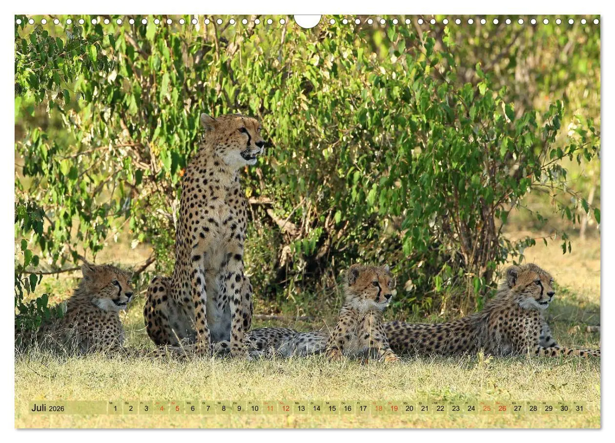 Bild: 9783516050455 | Geparden - Begegnungen in Afrika (Wandkalender 2026 DIN A3 quer),...
