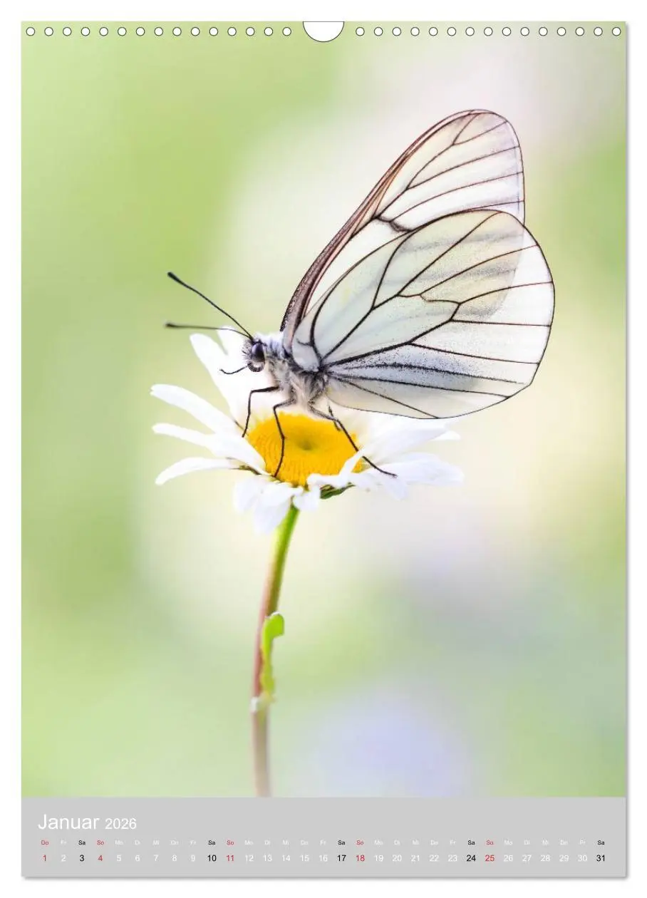 Bild: 9783516430455 | Schmetterlinge - Gaukler im Wind (Wandkalender 2026 DIN A3 hoch),...