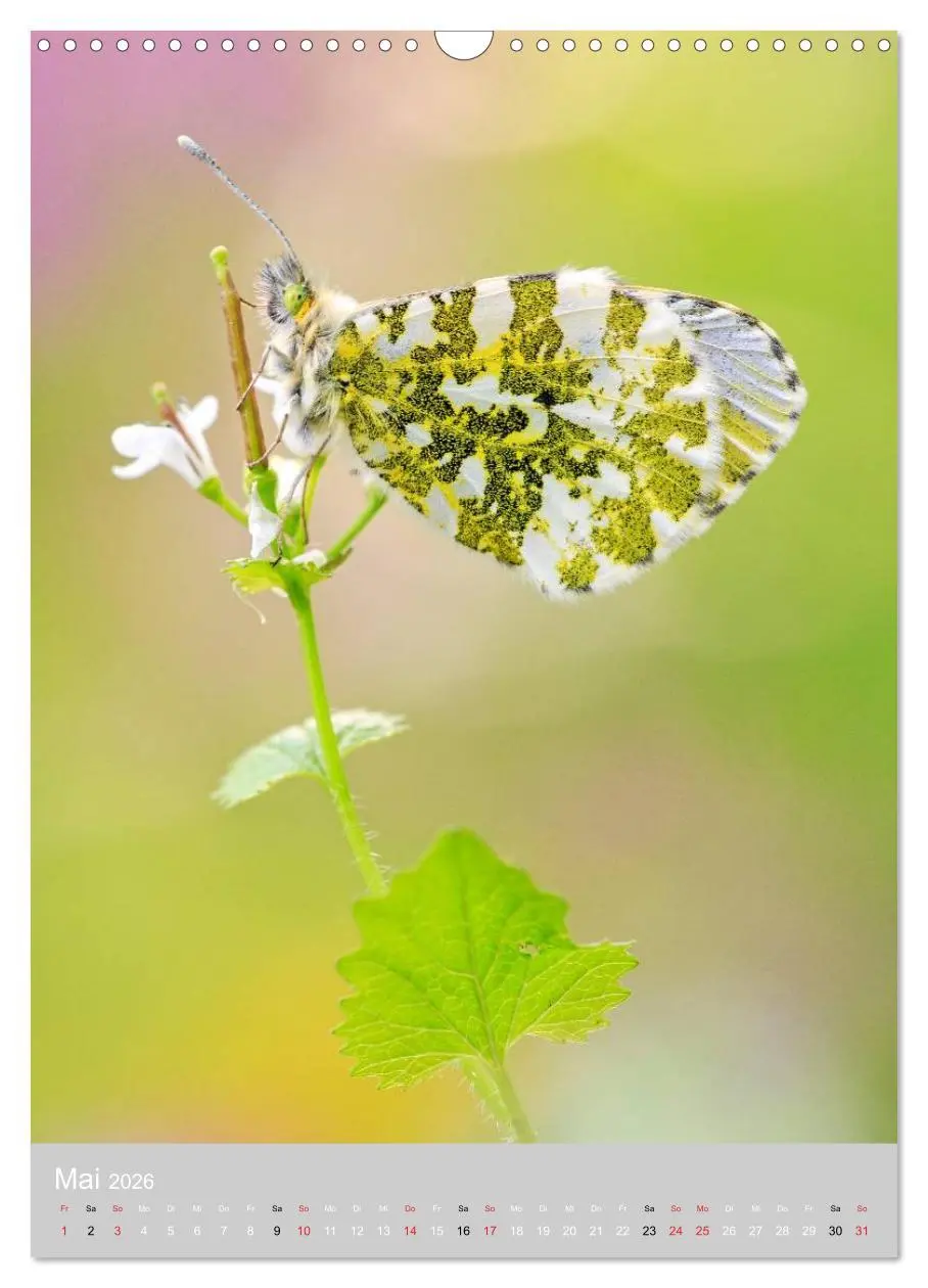 Bild: 9783516430455 | Schmetterlinge - Gaukler im Wind (Wandkalender 2026 DIN A3 hoch),...