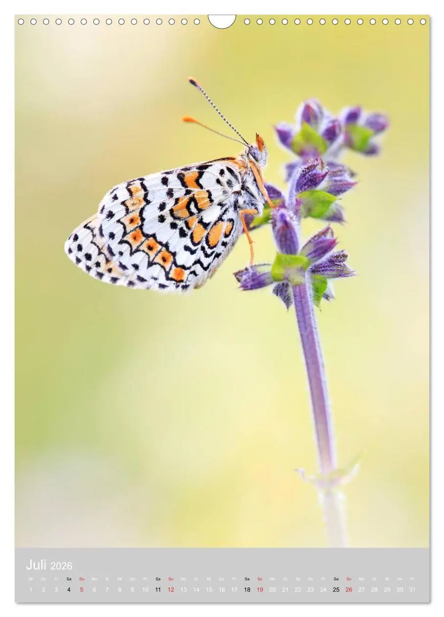 Bild: 9783516430455 | Schmetterlinge - Gaukler im Wind (Wandkalender 2026 DIN A3 hoch),...