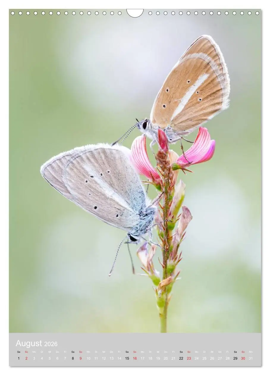 Bild: 9783516430455 | Schmetterlinge - Gaukler im Wind (Wandkalender 2026 DIN A3 hoch),...