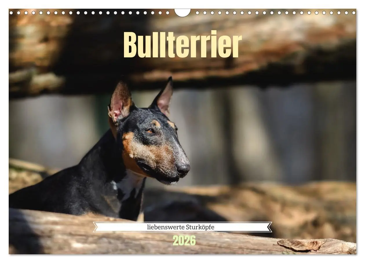 Cover: 9783457320655 | Bullterrier, liebenswerte Sturköpfe (Wandkalender 2026 DIN A3...