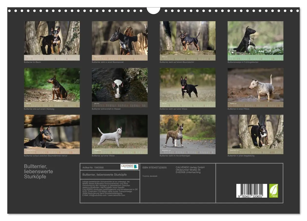 Bild: 9783457320655 | Bullterrier, liebenswerte Sturköpfe (Wandkalender 2026 DIN A3...