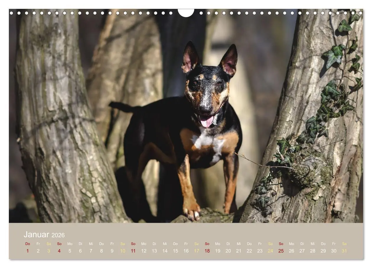 Bild: 9783457320655 | Bullterrier, liebenswerte Sturköpfe (Wandkalender 2026 DIN A3...