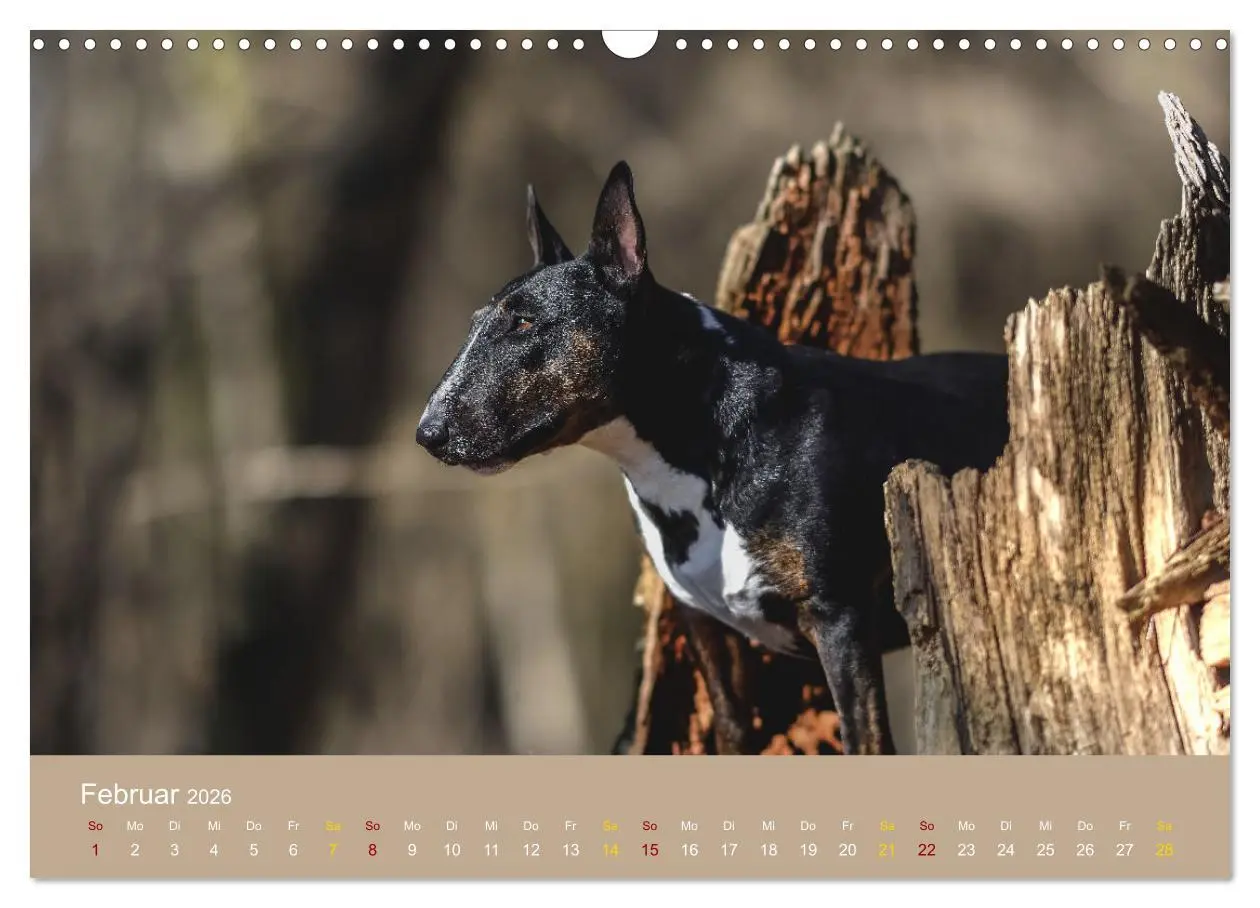 Bild: 9783457320655 | Bullterrier, liebenswerte Sturköpfe (Wandkalender 2026 DIN A3...