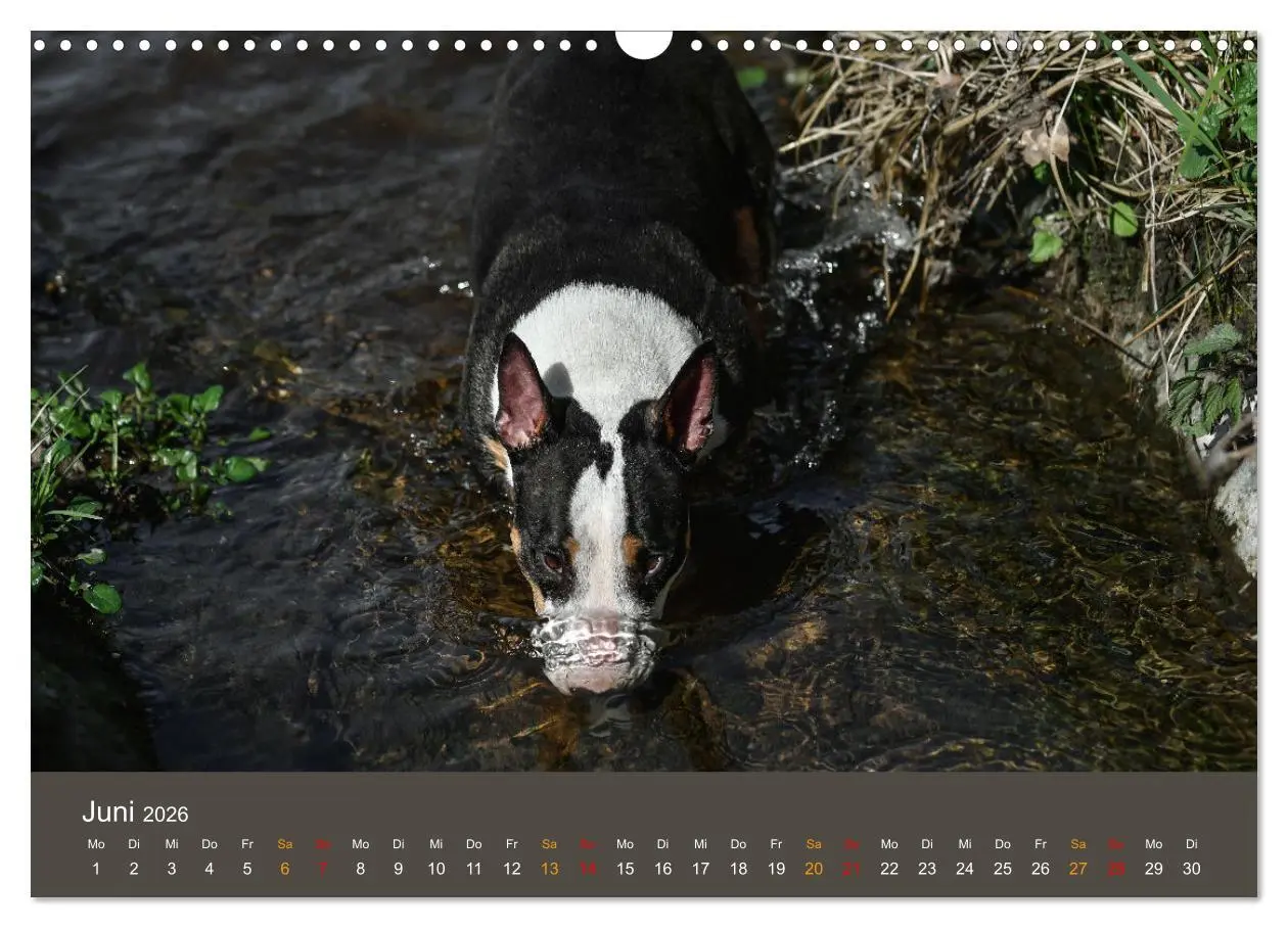 Bild: 9783457320655 | Bullterrier, liebenswerte Sturköpfe (Wandkalender 2026 DIN A3...