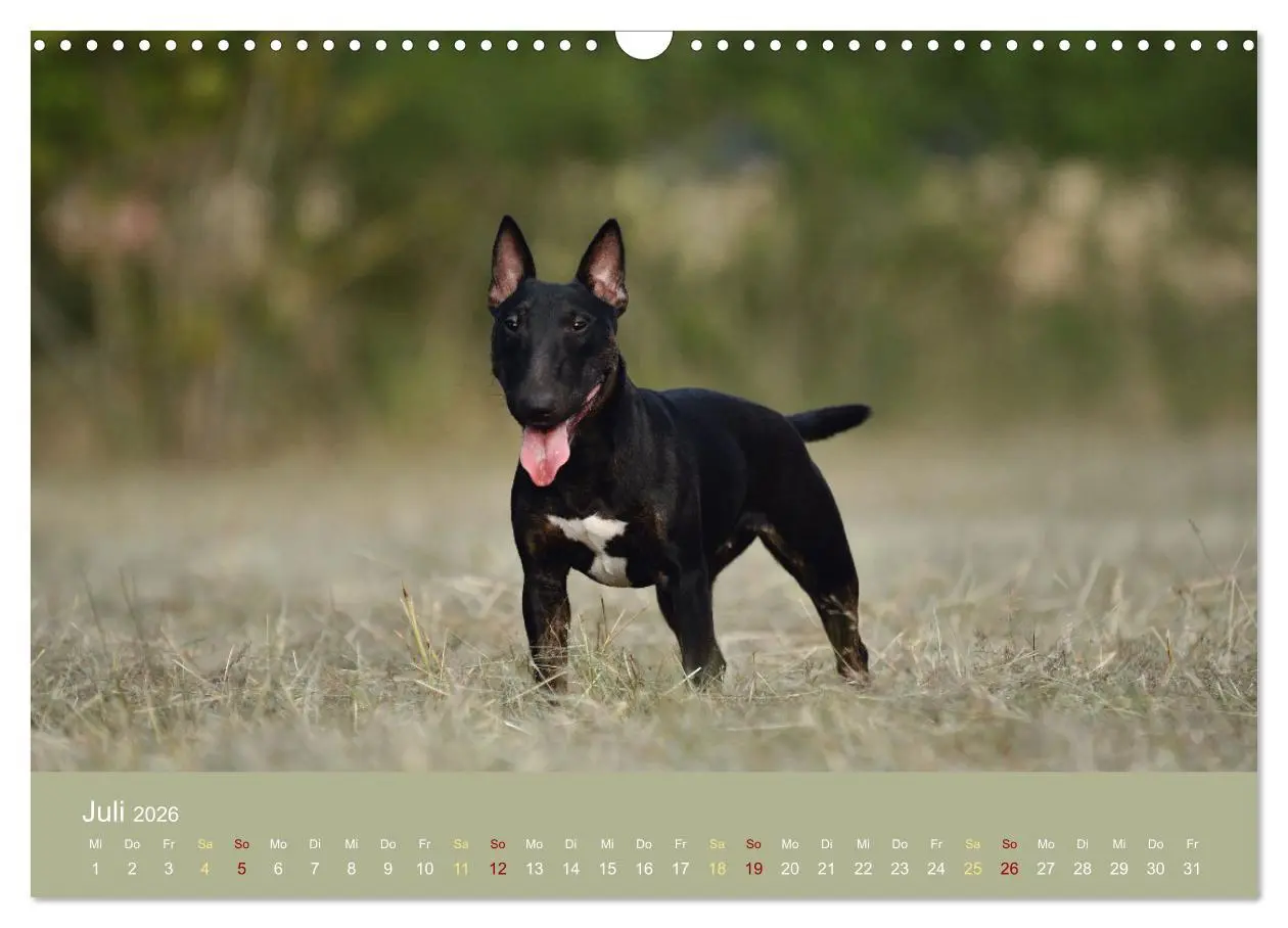 Bild: 9783457320655 | Bullterrier, liebenswerte Sturköpfe (Wandkalender 2026 DIN A3...
