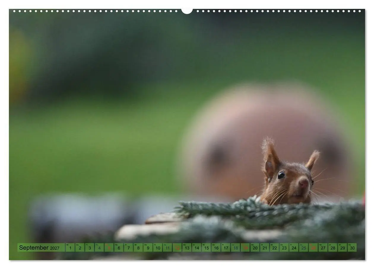 Bild: 9783569970755 | Eichhörnchen-Spaß (hochwertiger Premium Wandkalender 2027 DIN A2...