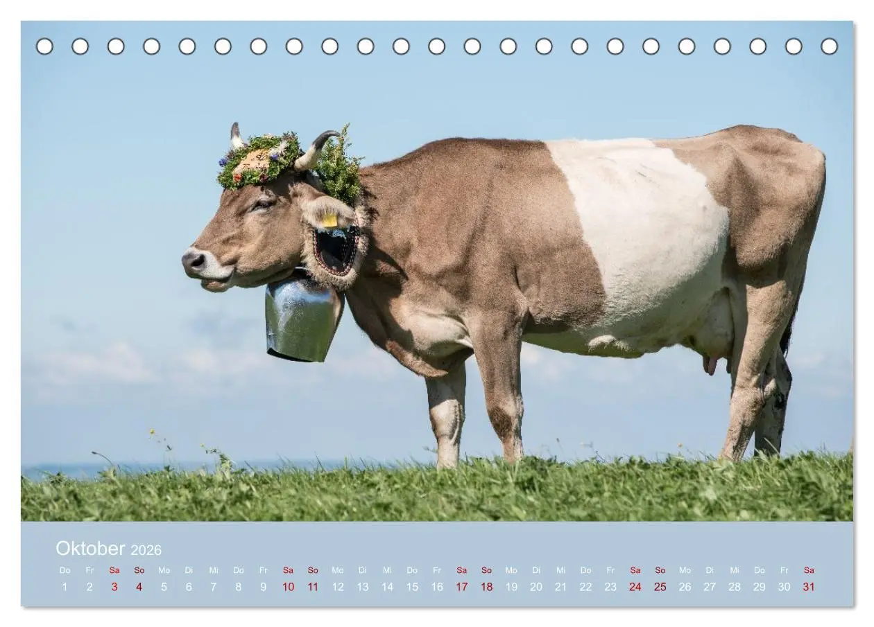 Bild: 9783457300855 | Allgäuer Rindvieh 2026 (Tischkalender 2026 DIN A5 quer), CALVENDO...