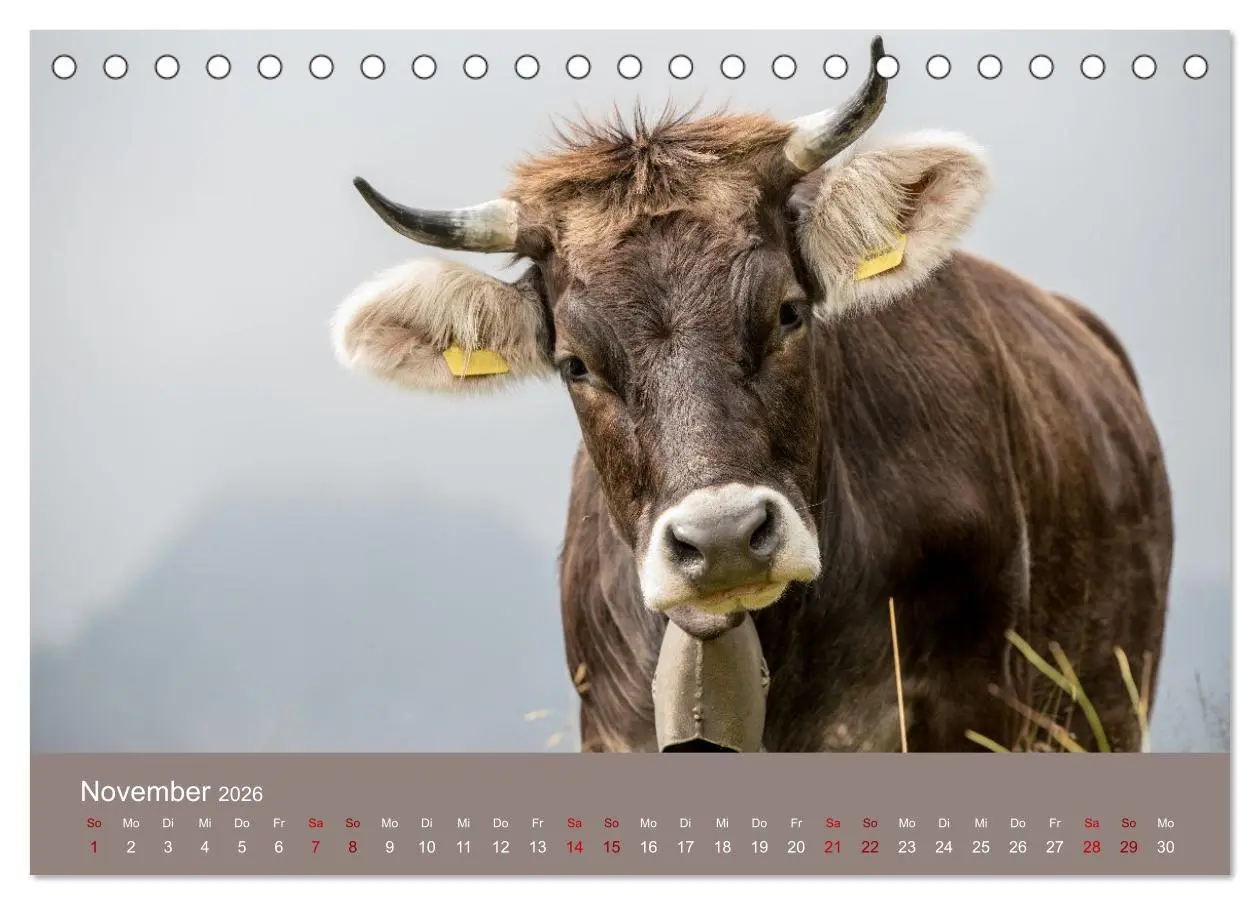 Bild: 9783457300855 | Allgäuer Rindvieh 2026 (Tischkalender 2026 DIN A5 quer), CALVENDO...