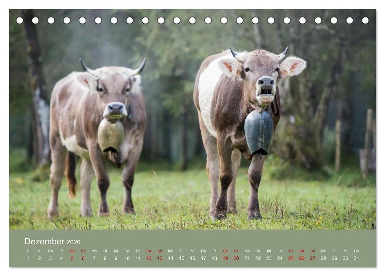 Bild: 9783457300855 | Allgäuer Rindvieh 2026 (Tischkalender 2026 DIN A5 quer), CALVENDO...