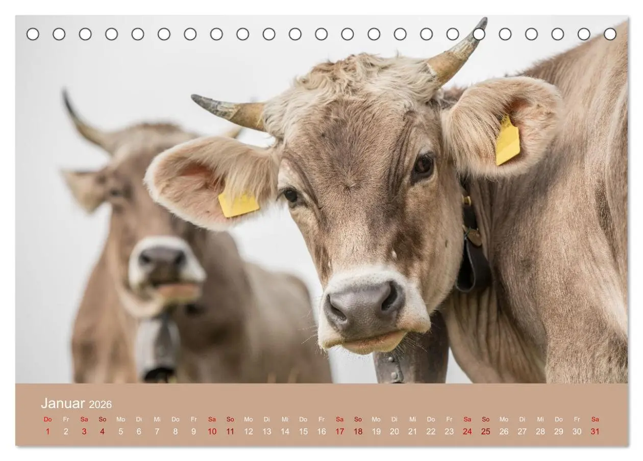 Bild: 9783457300855 | Allgäuer Rindvieh 2026 (Tischkalender 2026 DIN A5 quer), CALVENDO...