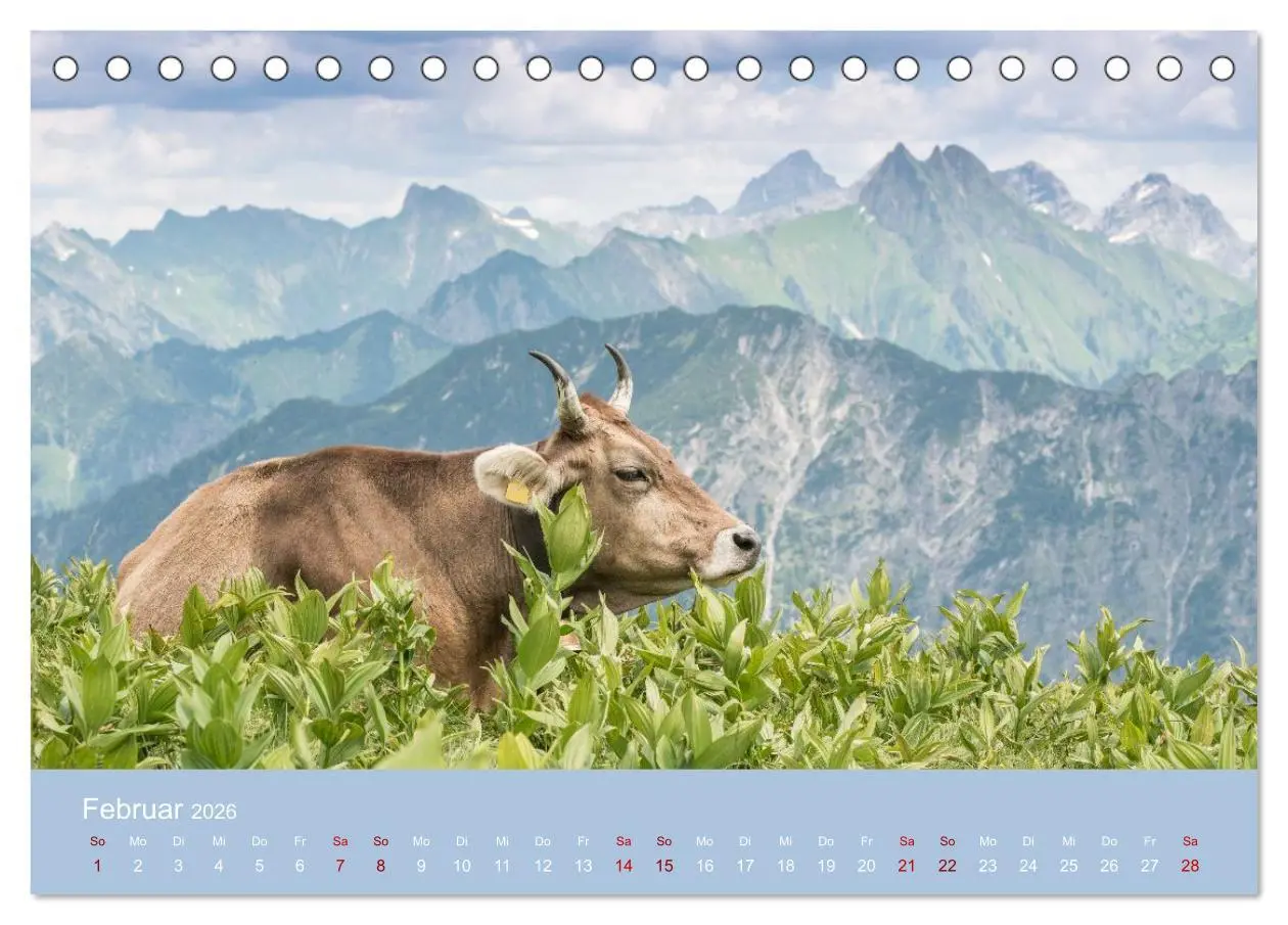 Bild: 9783457300855 | Allgäuer Rindvieh 2026 (Tischkalender 2026 DIN A5 quer), CALVENDO...