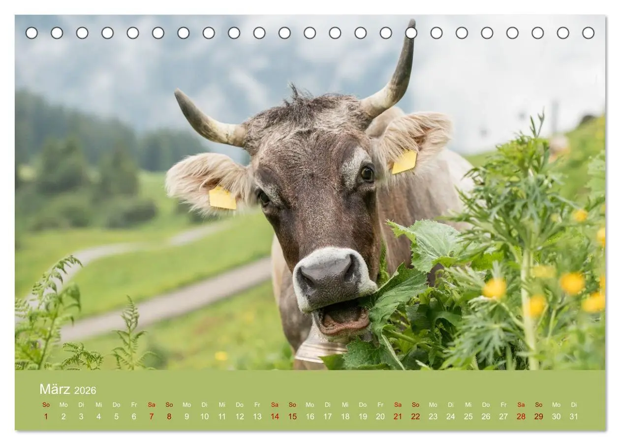 Bild: 9783457300855 | Allgäuer Rindvieh 2026 (Tischkalender 2026 DIN A5 quer), CALVENDO...