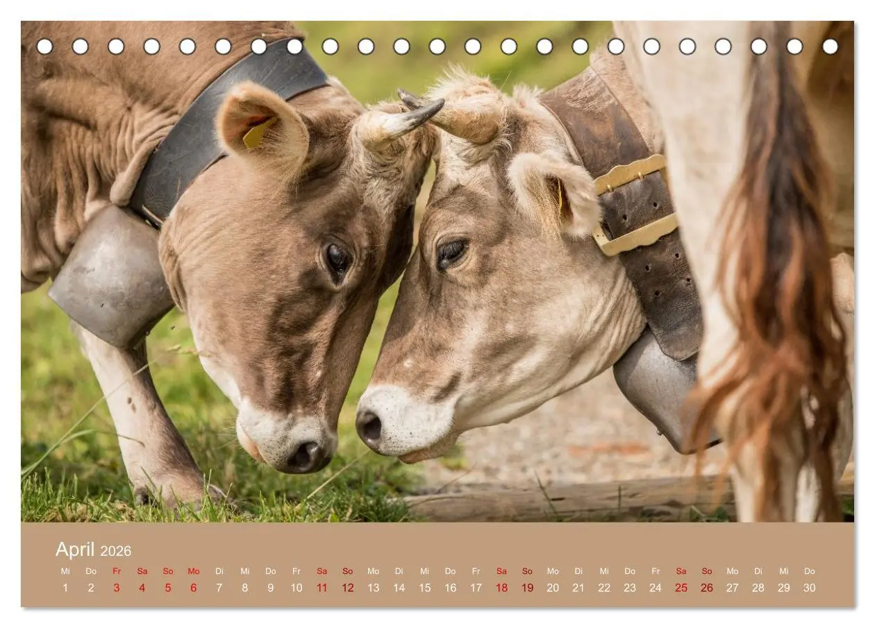 Bild: 9783457300855 | Allgäuer Rindvieh 2026 (Tischkalender 2026 DIN A5 quer), CALVENDO...