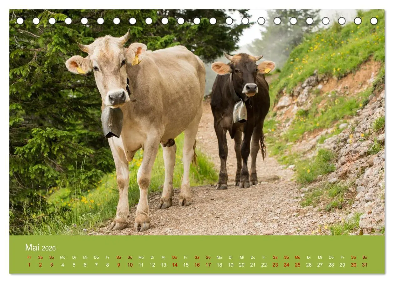 Bild: 9783457300855 | Allgäuer Rindvieh 2026 (Tischkalender 2026 DIN A5 quer), CALVENDO...