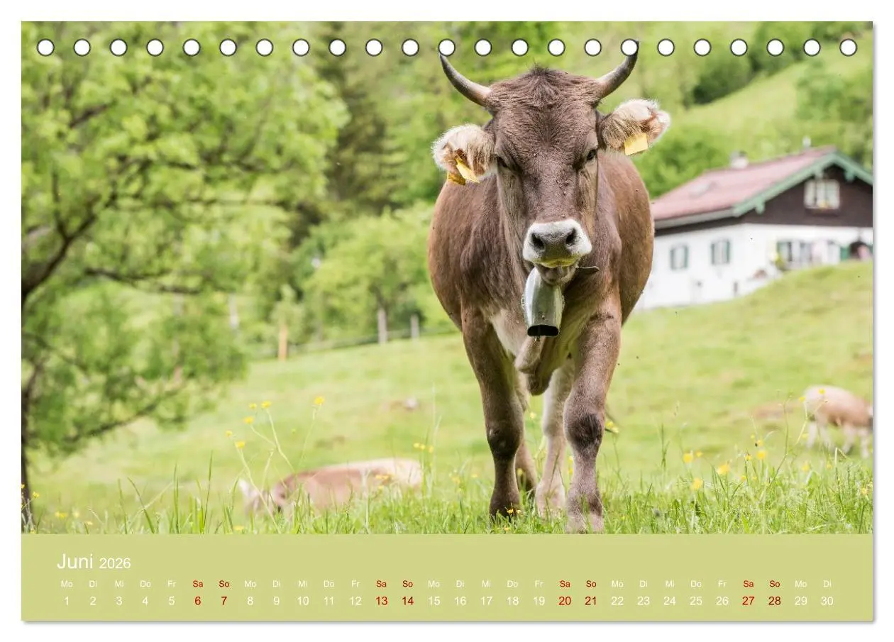 Bild: 9783457300855 | Allgäuer Rindvieh 2026 (Tischkalender 2026 DIN A5 quer), CALVENDO...