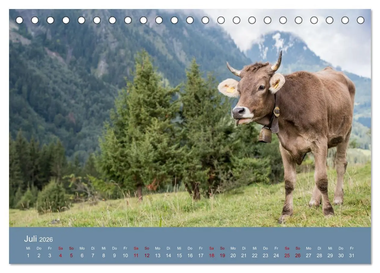 Bild: 9783457300855 | Allgäuer Rindvieh 2026 (Tischkalender 2026 DIN A5 quer), CALVENDO...