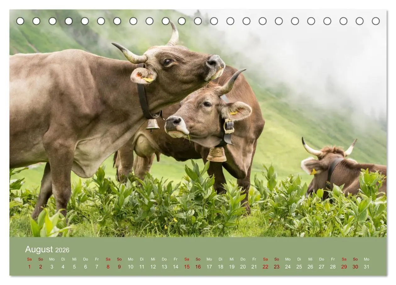 Bild: 9783457300855 | Allgäuer Rindvieh 2026 (Tischkalender 2026 DIN A5 quer), CALVENDO...