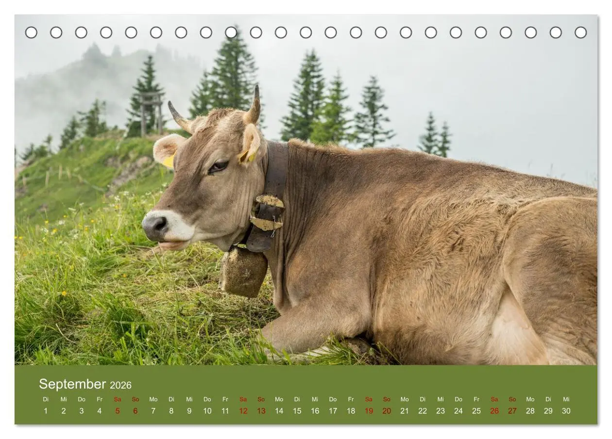 Bild: 9783457300855 | Allgäuer Rindvieh 2026 (Tischkalender 2026 DIN A5 quer), CALVENDO...