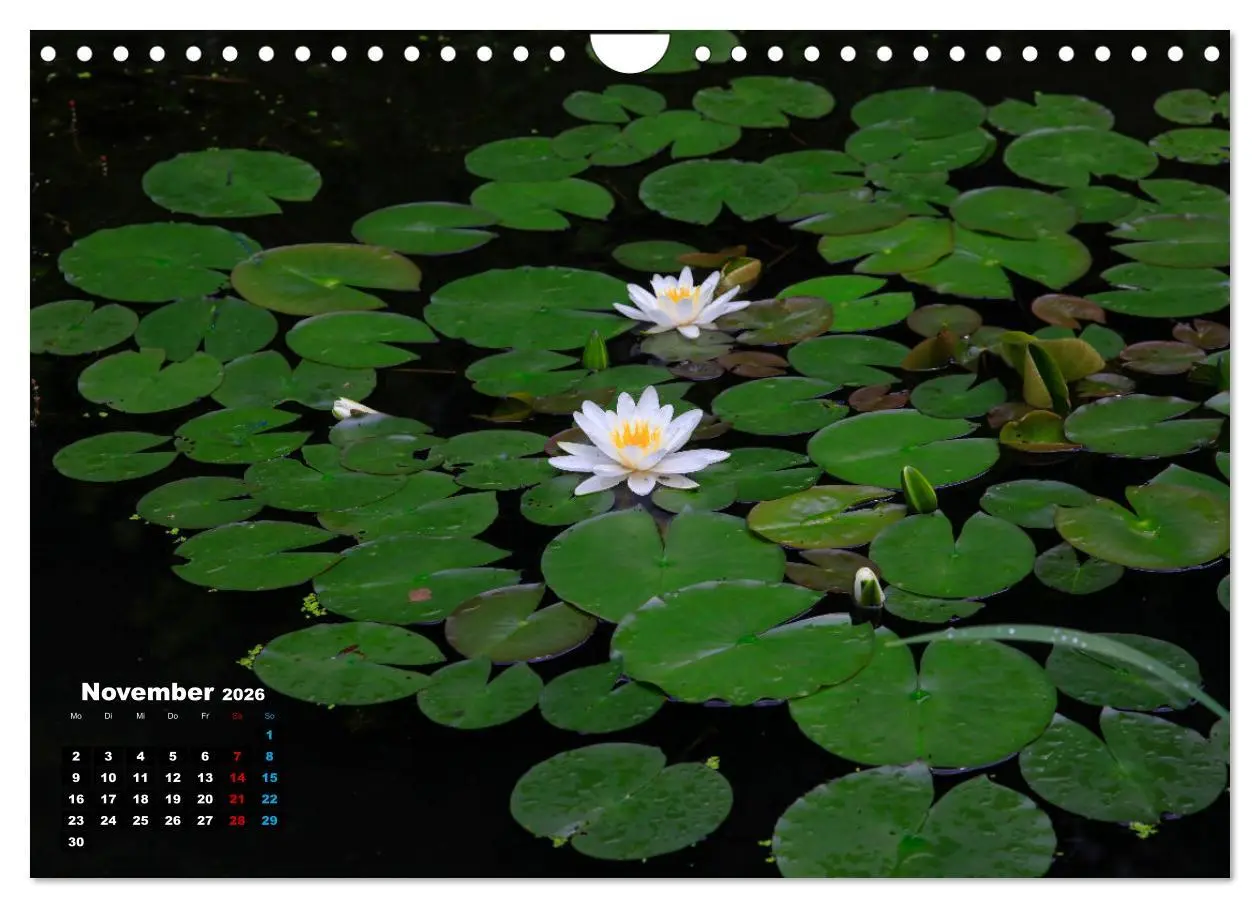 Bild: 9783457910955 | Malerische Seerosen (Wandkalender 2026 DIN A4 quer), CALVENDO...