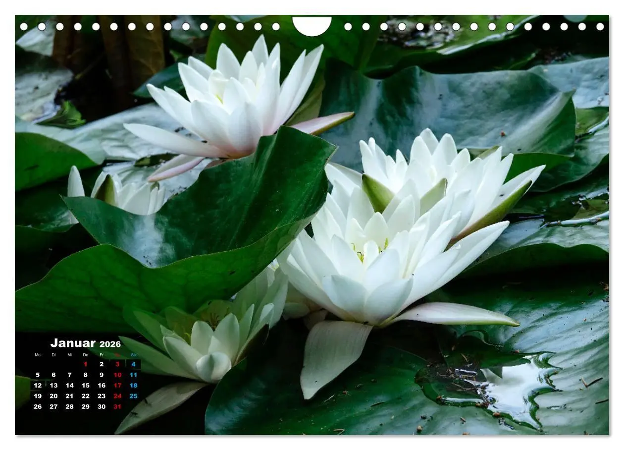 Bild: 9783457910955 | Malerische Seerosen (Wandkalender 2026 DIN A4 quer), CALVENDO...