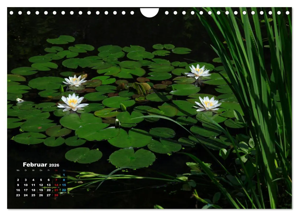 Bild: 9783457910955 | Malerische Seerosen (Wandkalender 2026 DIN A4 quer), CALVENDO...